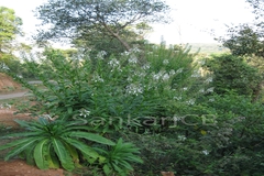 Lobelia nicotianifolia